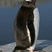 Gentoo Penguin